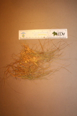 Carex billingsii