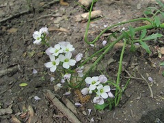 Cardamine tenera