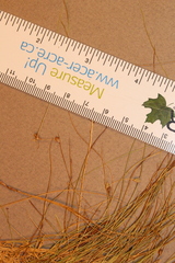 Carex billingsii