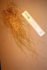 Carex billingsii