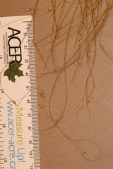Carex billingsii