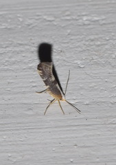 Argyresthia spinosella