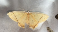 Thinopteryx crocoptera