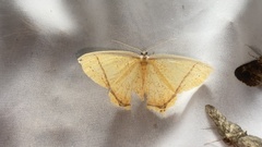Thinopteryx crocoptera