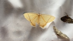 Thinopteryx crocoptera