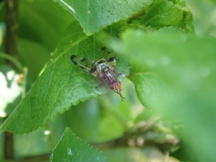 Otites porcus