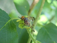 Otites porcus
