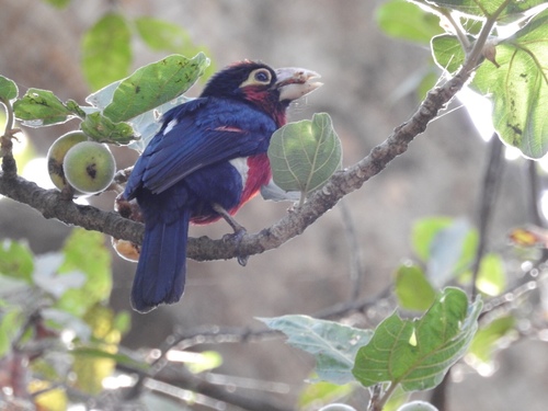 Pogonornis bidentatus