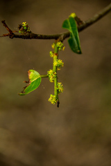 Cassipourea gummiflua