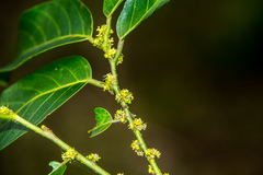 Cassipourea gummiflua