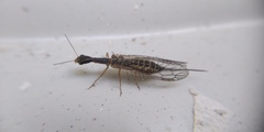 Raphidiinae
