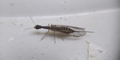 Raphidiinae