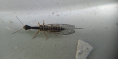 Raphidiinae