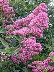 Centranthus ruber