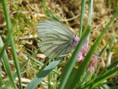 Pieris napi