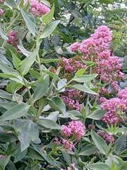 Centranthus ruber