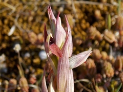 Serapias parviflora