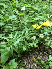 Lilium monadelphum