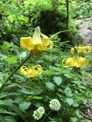 Lilium monadelphum