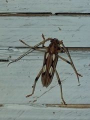 Eburodacrys sulphureosignata