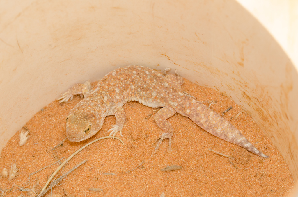 Common Barking Gecko from Benede Oranje, South Africa on May 19, 2021 ...