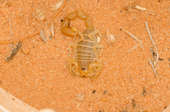 Parabuthus kuanyamarum