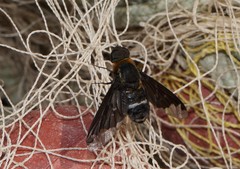Hemipenthes velutina