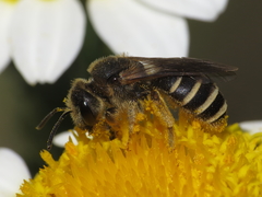 Halictus fulvipes