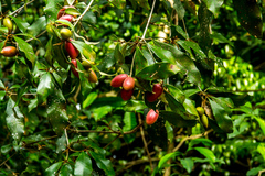 Englerophytum natalense