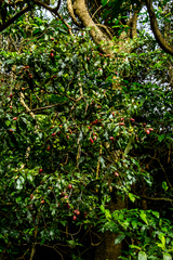 Englerophytum natalense