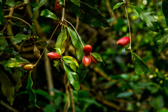 Englerophytum natalense