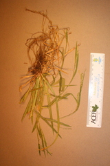 Carex leptonervia