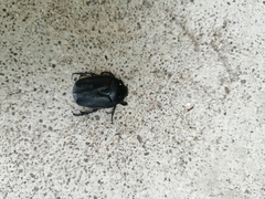 Protaetia opaca