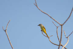 Pericrocotus cinnamomeus