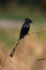 Dicrurus macrocercus