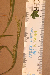 Carex leptonervia