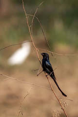 Dicrurus macrocercus