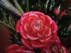 Etlingera corneri