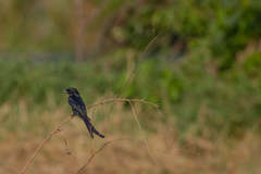 Dicrurus macrocercus