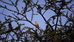 Streptopelia tranquebarica