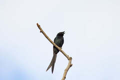 Dicrurus macrocercus