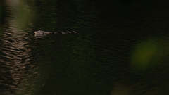 Varanus salvator macromaculatus