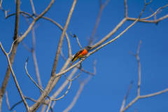 Pericrocotus cinnamomeus