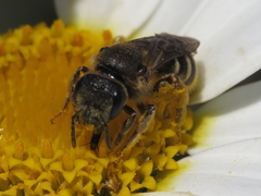 Halictus fulvipes