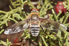 Exoprosopa grandis