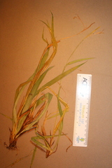 Carex laxiflora