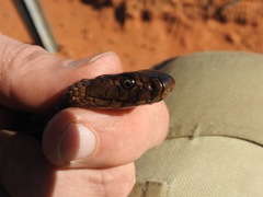 Pseudonaja aspidorhyncha