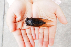 Cryptotympana mandarina