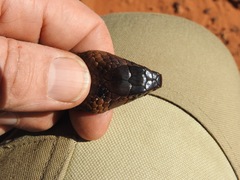 Pseudonaja aspidorhyncha