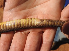 Pseudonaja aspidorhyncha
